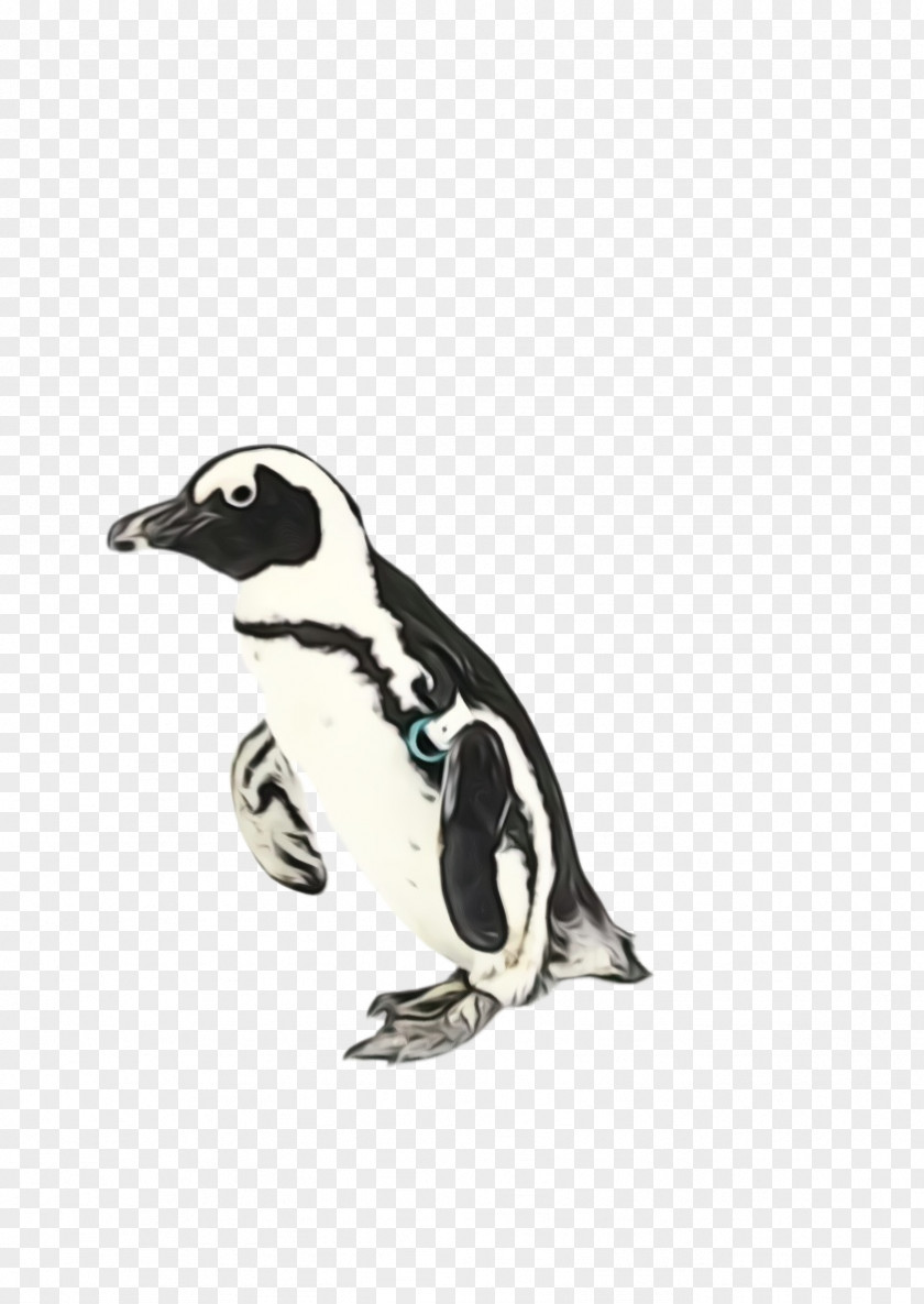 Animal Figure Beak Penguin PNG