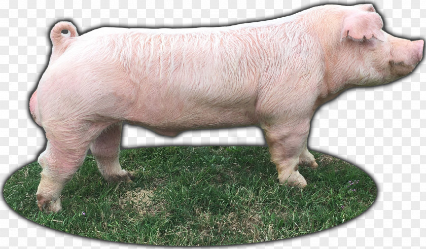 Boar Domestic Pig Hogs And Pigs Animal Livestock Chili Dog PNG