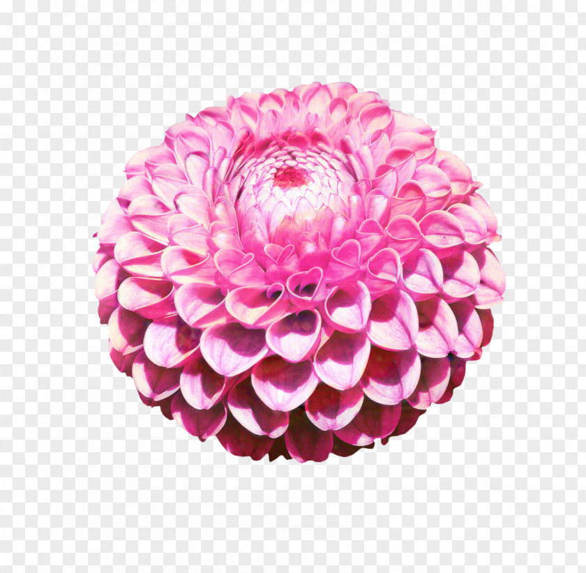 Daisy Family Gerbera Flowers Background PNG