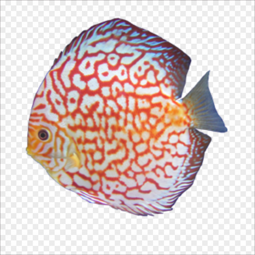 Fish Cat Hamster Dog Pet Tropical PNG