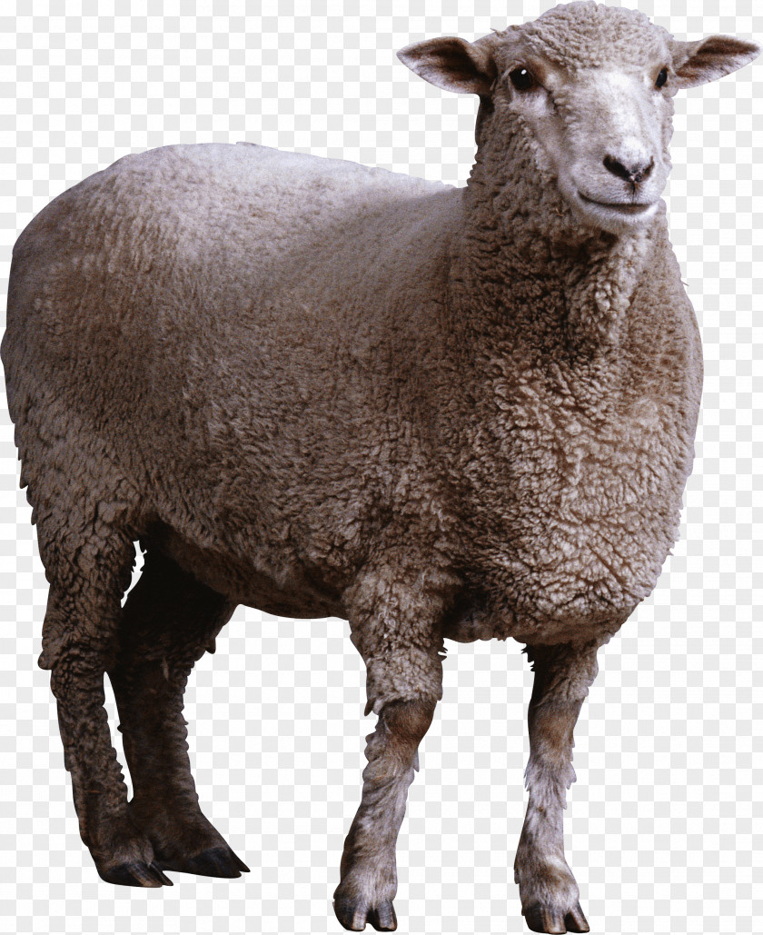 Sheep Image Goat PNG