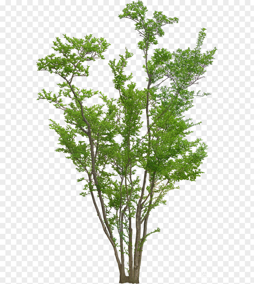Tree Plant Trees And Shrubs Image PNG