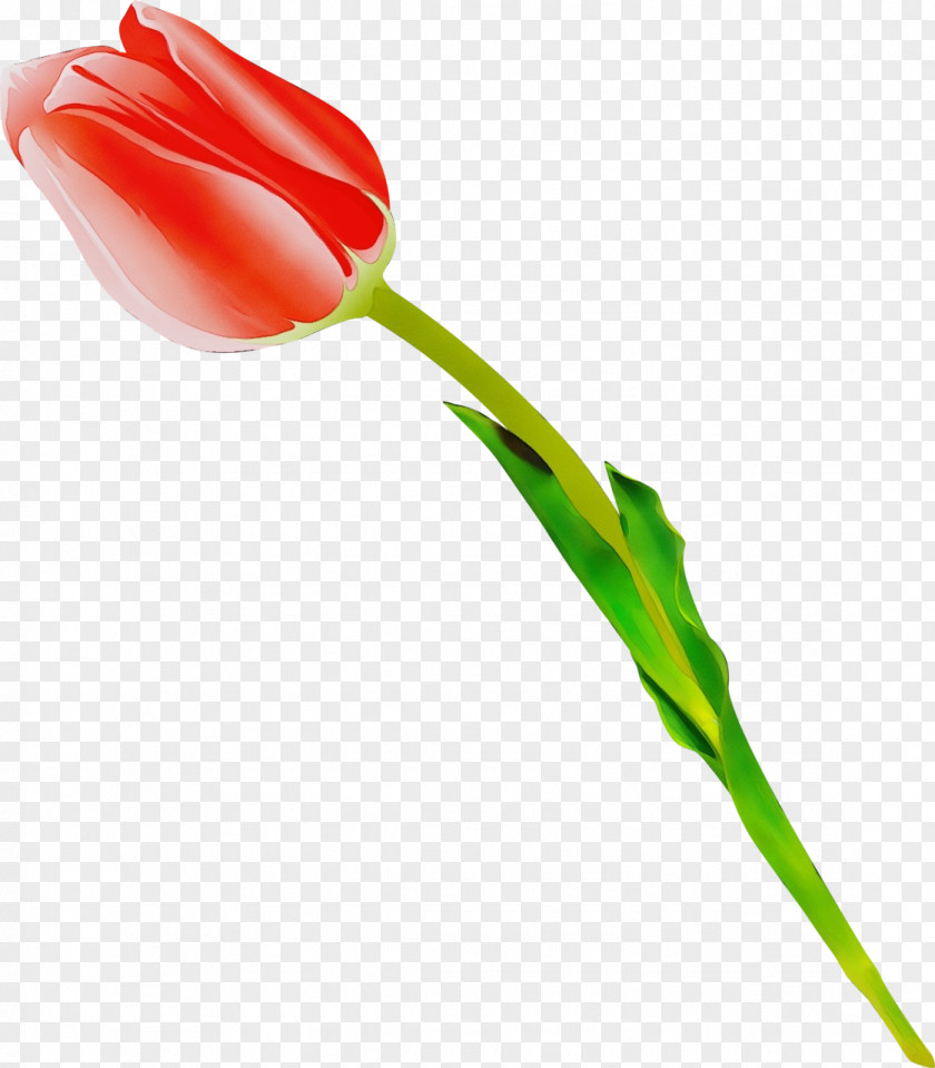 Tulip Flower Plant Pedicel Cut Flowers PNG