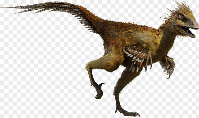 Dinosaur Hesperonychus Troodon Chirostenotes Parksosaurus Stegosaurus PNG