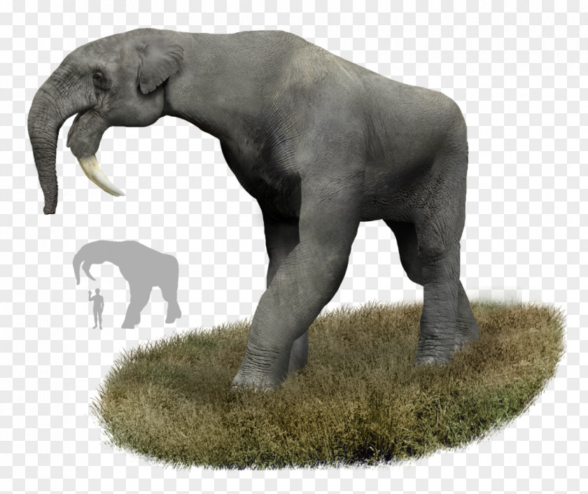 Elephant Deinotherium Prehistory Orangutan Entelodont PNG
