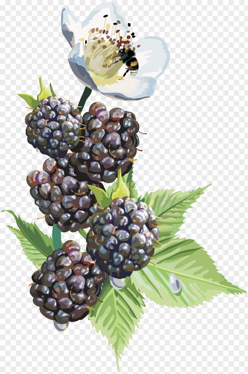 Mulberry Desktop Wallpaper Blackberry Clip Art PNG