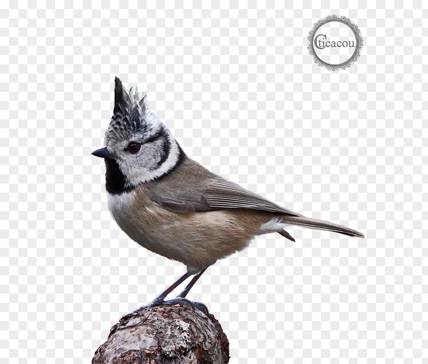 Bird Crete Beak American Sparrows Mésange PNG