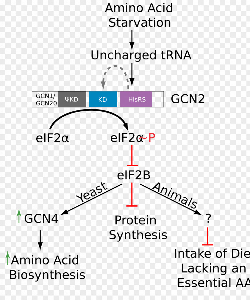 Function Gcn2 EIF2B Phosphorylation Amino Acid PNG