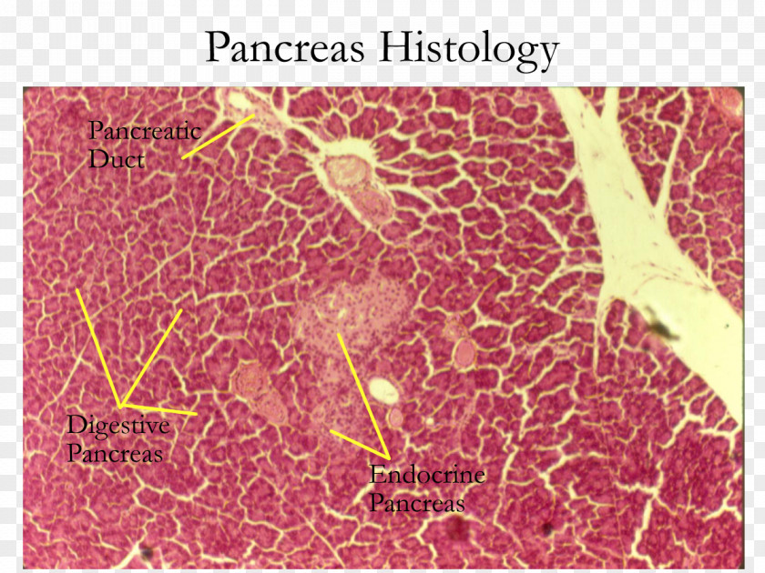 Glands Exocrine Gland Pancreas Histology Endocrine System PNG
