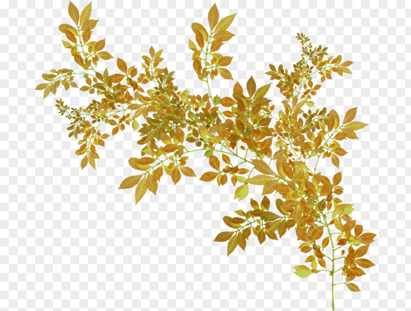 Gold Flower Animation Autumn Photography Polyvore PNG