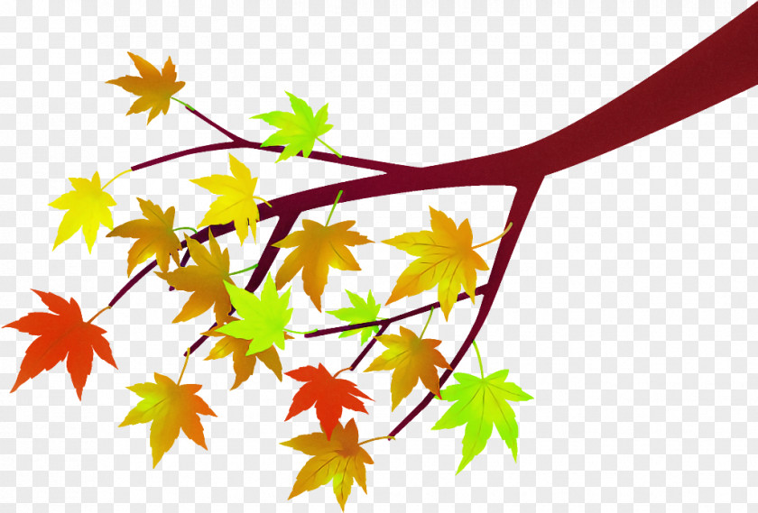 Maple Leaves Autumnal Fallen PNG