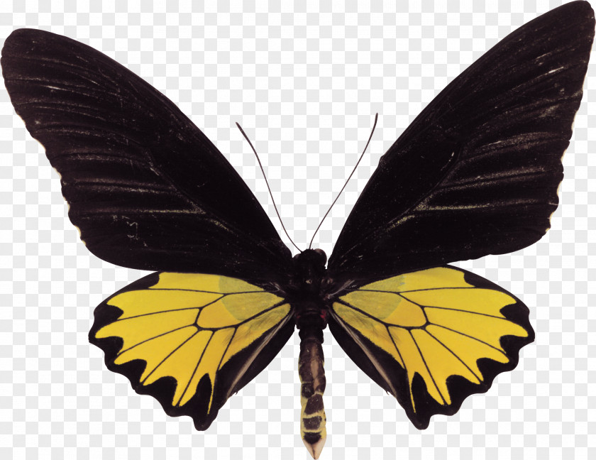 Moth Swallowtail Butterfly Troides Helena Birdwing PNG