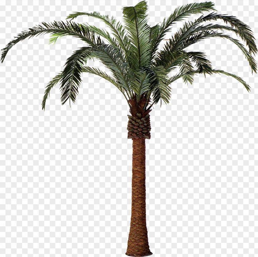 Phoenix Arecaceae Date Palm Plant Tree Attalea Speciosa PNG