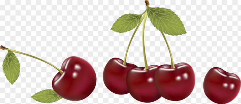 Vector Fruit,Cherry Cherry Fruit Vecteur Cerasus PNG