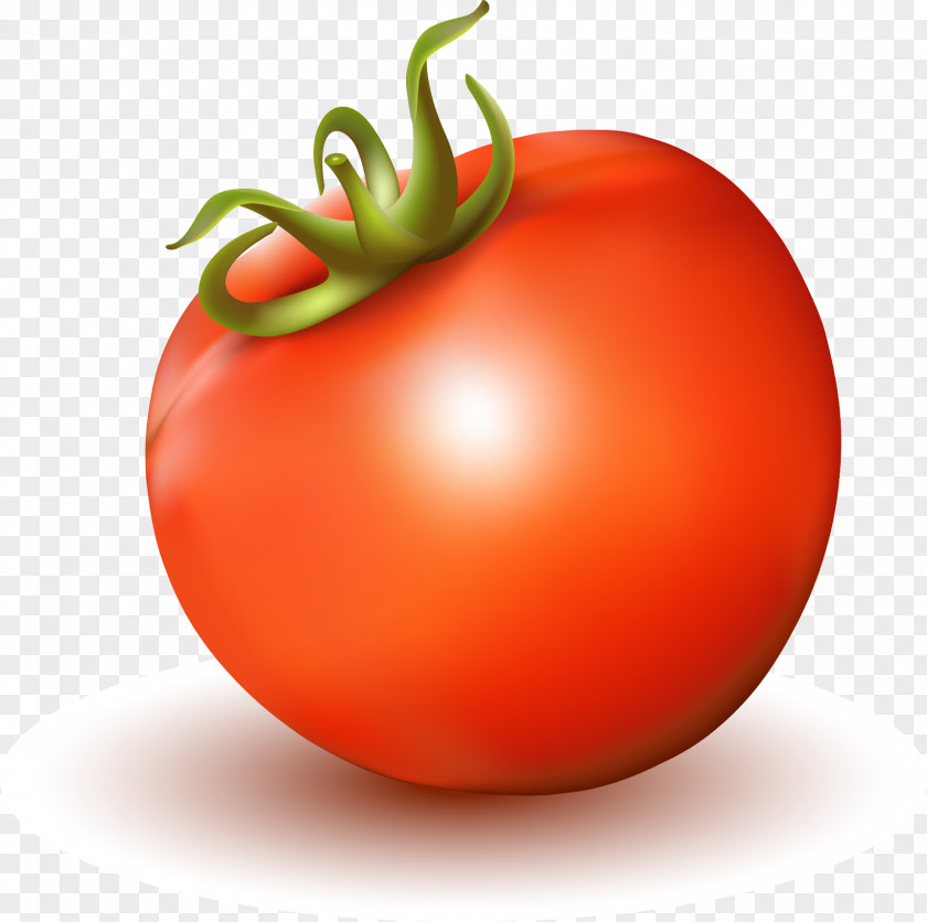Vector Realistic Tomato Juice Soup PNG