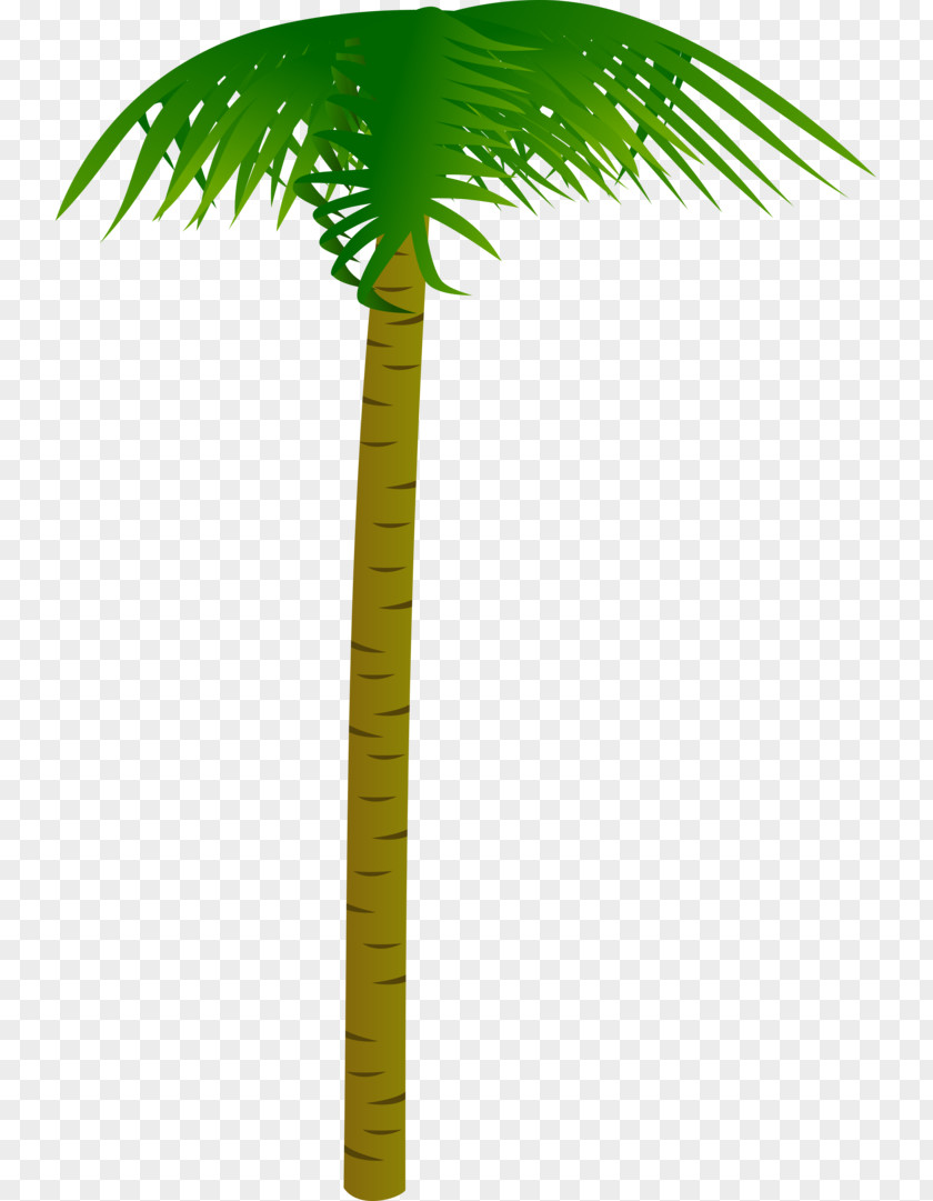 Woki Toki Asian Palmyra Palm Coconut Trees Date Areca Nut PNG