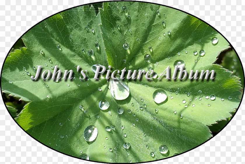 Leaf Green Water PNG