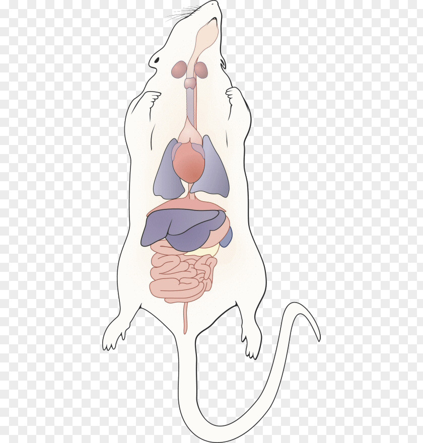 Male Reproductive System Thumb Homo Sapiens Human Behavior PNG