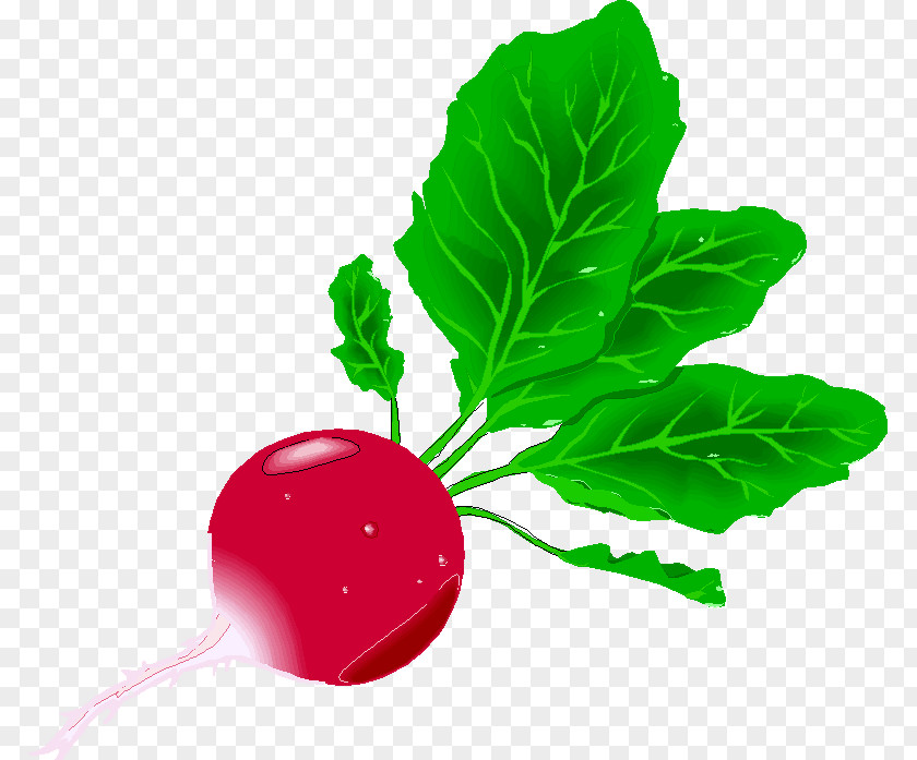 Radish Cải Củ Clip Art PNG