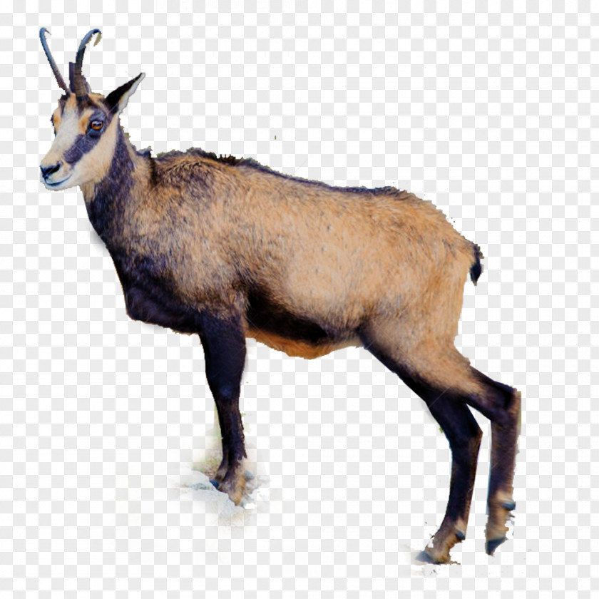 Sheep Horns Deer Antelope Horn Hunting Chamois PNG