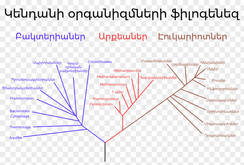 Tree Phylogenetic Phylogenetics Three-domain System Evolution PNG