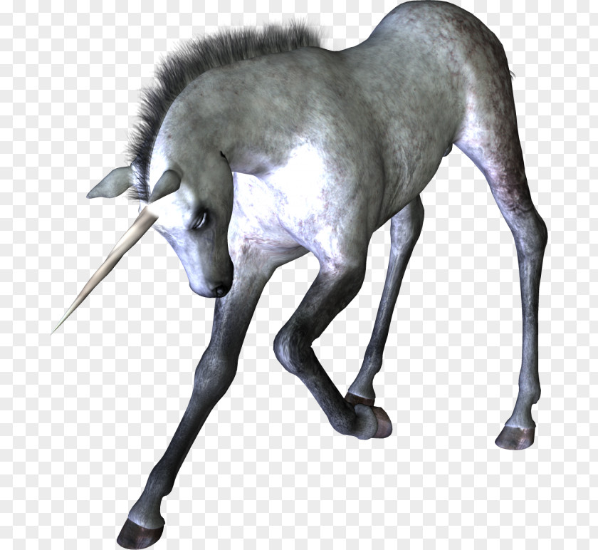 Unicorn Horn Horse Mythology PNG