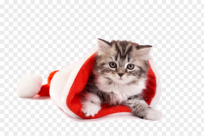 Christmas Red Hat Cute Cat Material PNG red hat cute cat material clipart PNG