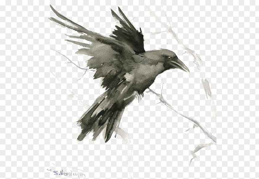 Crow Common Raven Bird Tattoo Drawing Art PNG