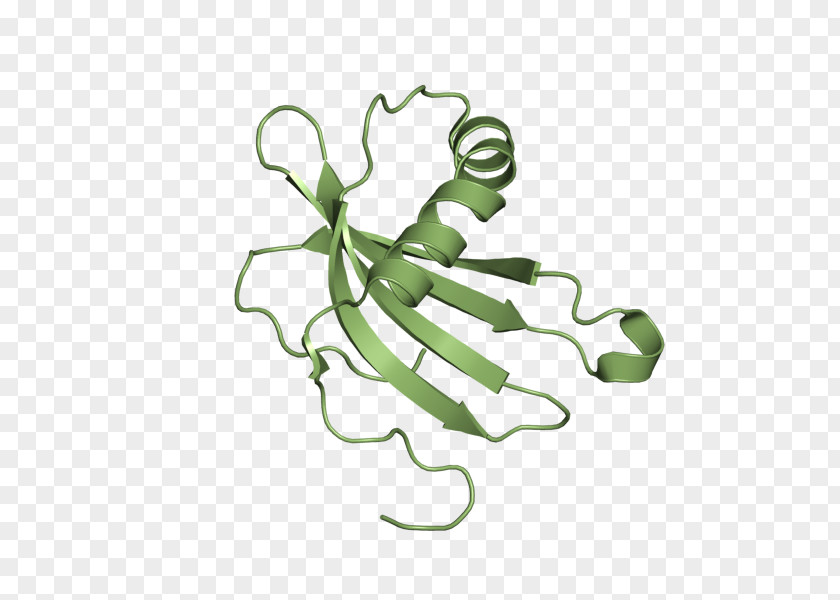 Cysteine Protease Cystatin A Wikipedia Protein Insect PNG