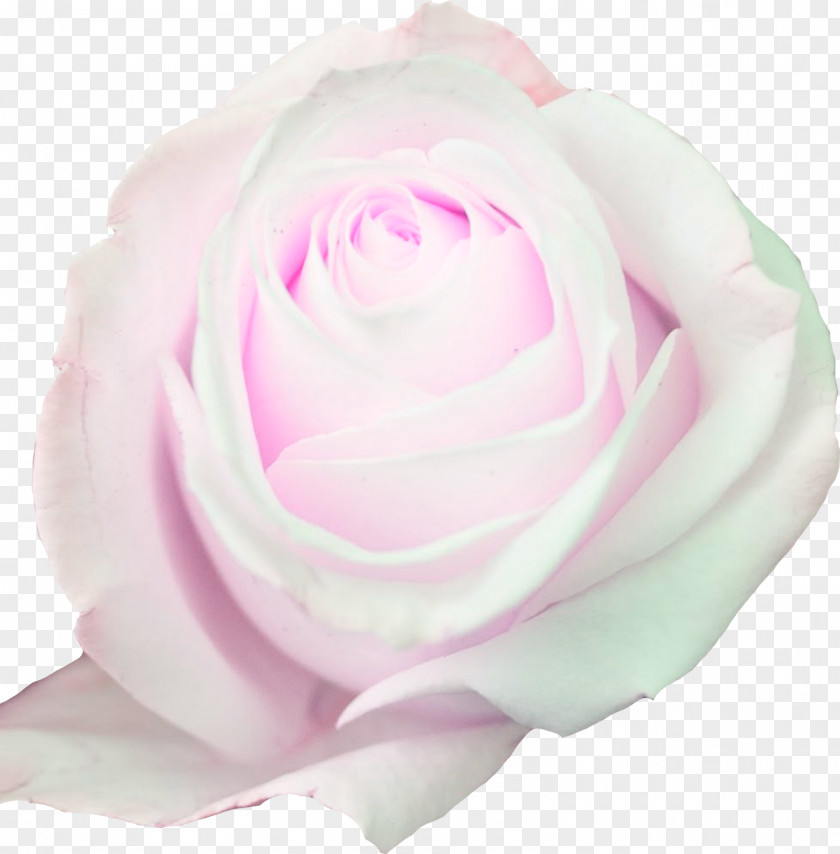 Flower Garden Roses Cabbage Rose Floribunda Cut Flowers PNG