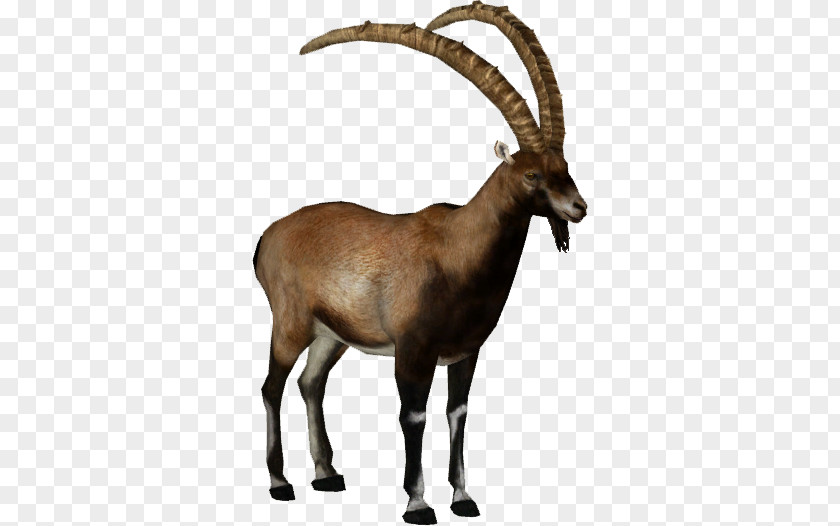 Goat Alpine Ibex Walia Bezoar PNG