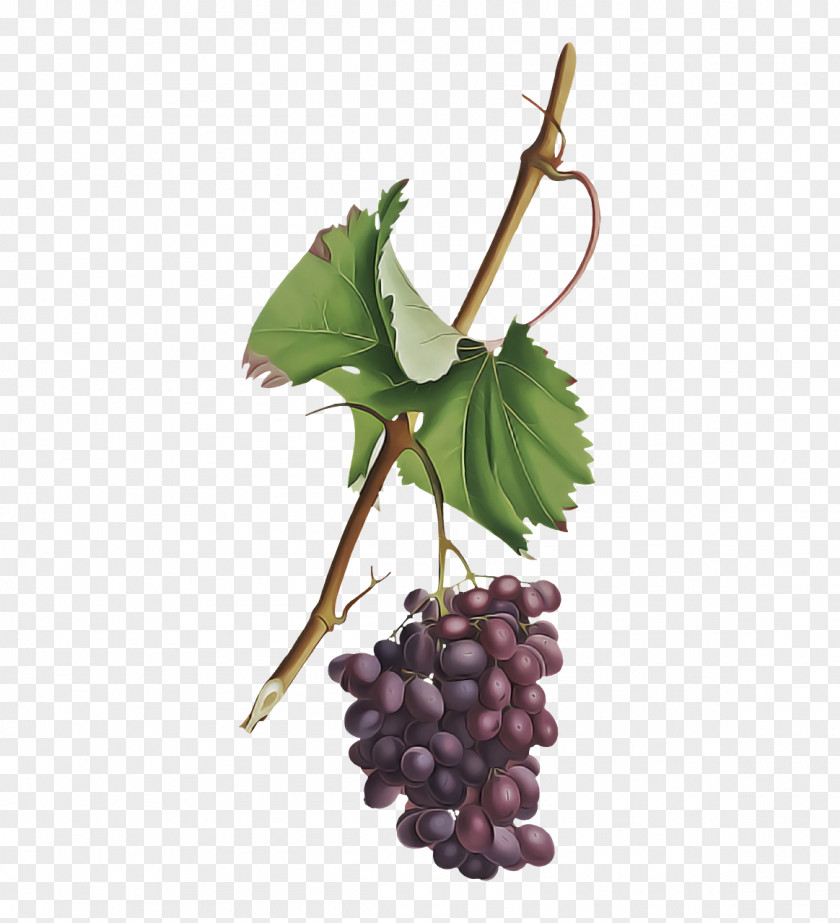 Grape Grapevines Plants Fruit Superfood PNG