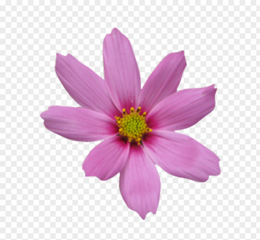 Peach Pink Flowers Icon PNG