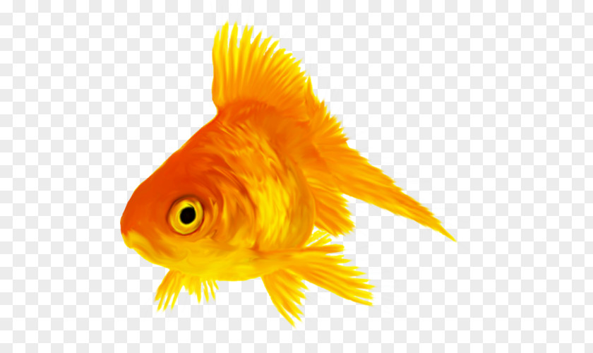 Sea Goldfish Marine Biology Organism PNG