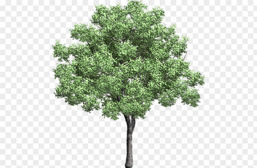 Arboles Tree Clip Art PNG