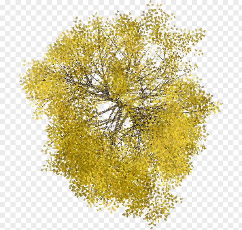 Arboles Tree Space Plant Line Wood PNG