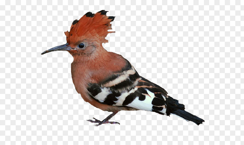Bird Finches Beak Centerblog Passerine PNG