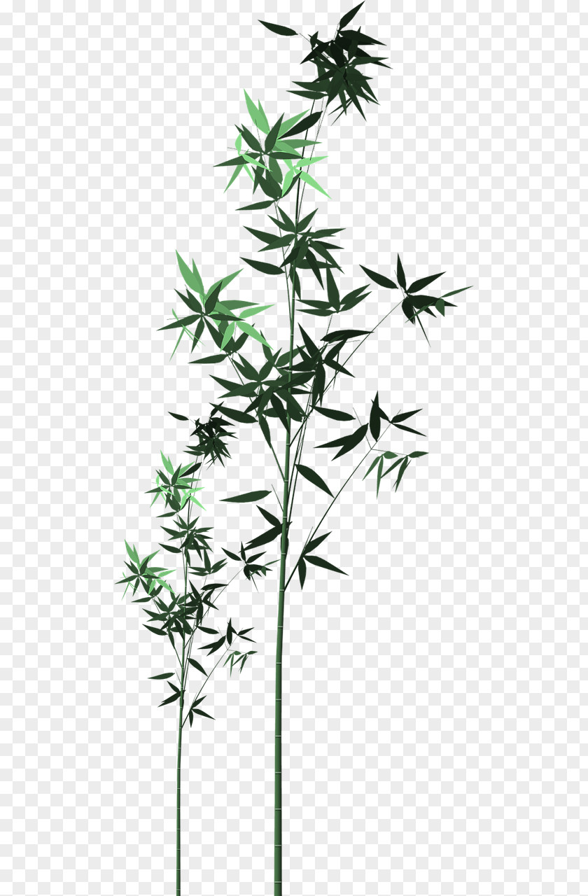 Green Bamboo Leaves Shoot Illustration PNG