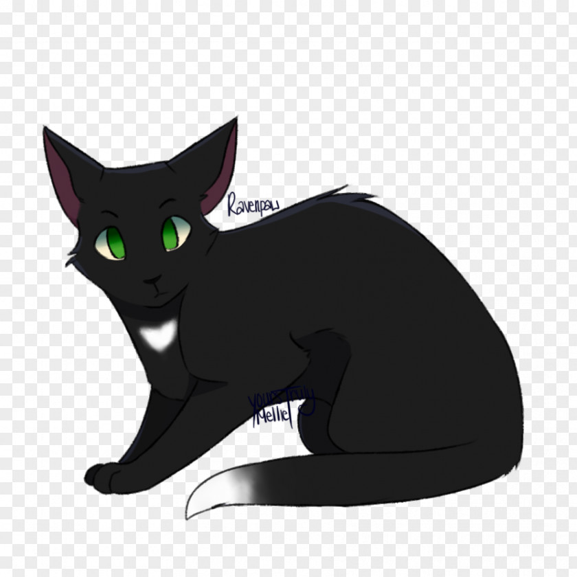 Kitten Black Cat Korat Domestic Short-haired Whiskers PNG