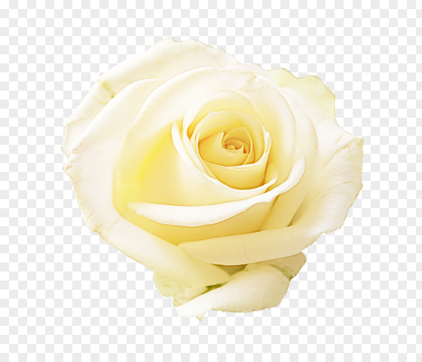 Plant Cut Flowers Garden Roses PNG