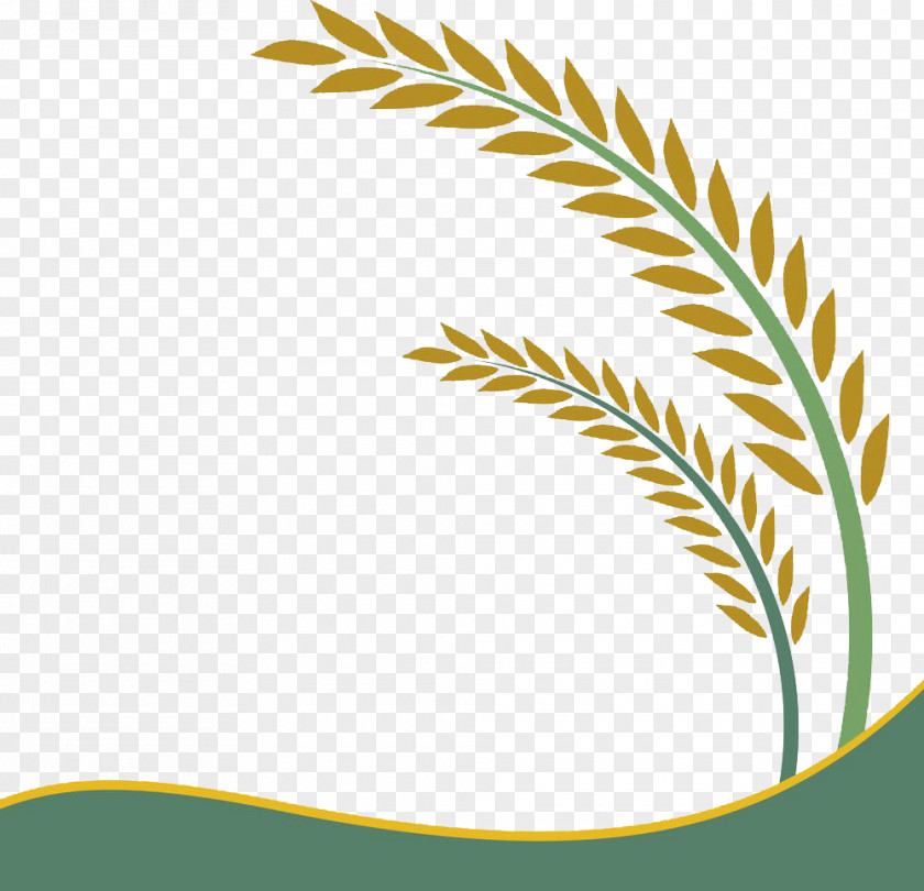 Rice Leaf Vector Paddy Field Oryza Sativa Crop Clip Art PNG