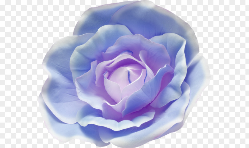 A Blue Rose Cabbage Garden Roses Photography PNG