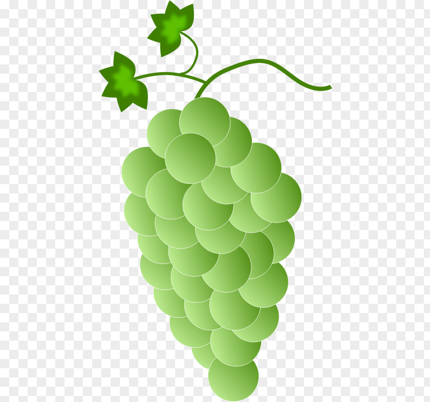Grape Common Vine Concord White Wine Isabella PNG