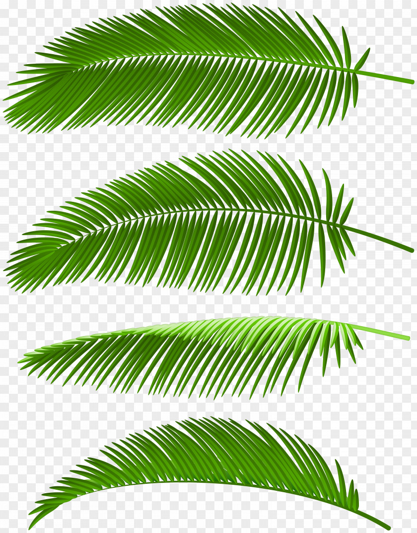 Icon Design Element Image Palm Trees Clip Art Leaf PNG