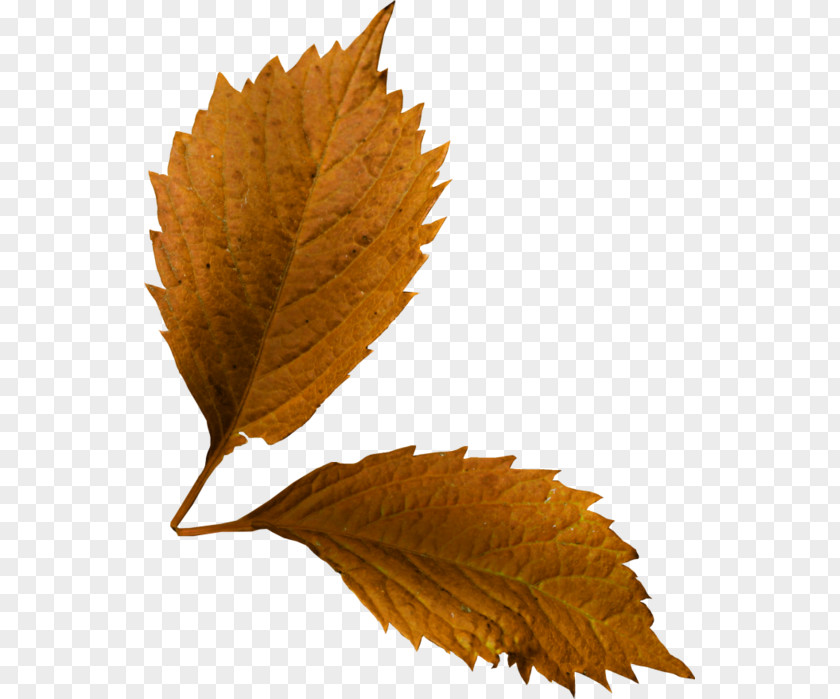 Leaf Deciduous Twig PNG