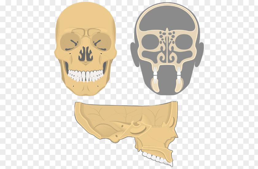 Nasal Cavity Skull Ethmoid Bone Facial Skeleton Frontal Sinus PNG