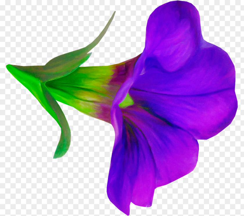 Purple Violet Petal Flower Plant PNG