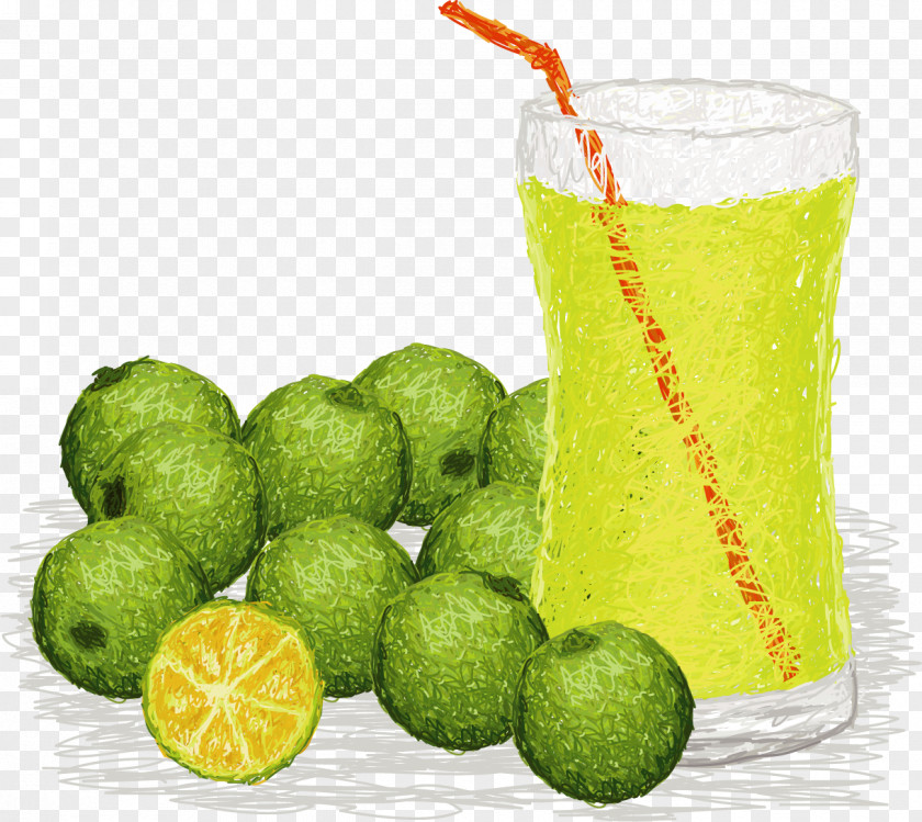 Vector Painted Summer Lemon Juice Kaffir Lime Sisig Calamondin PNG