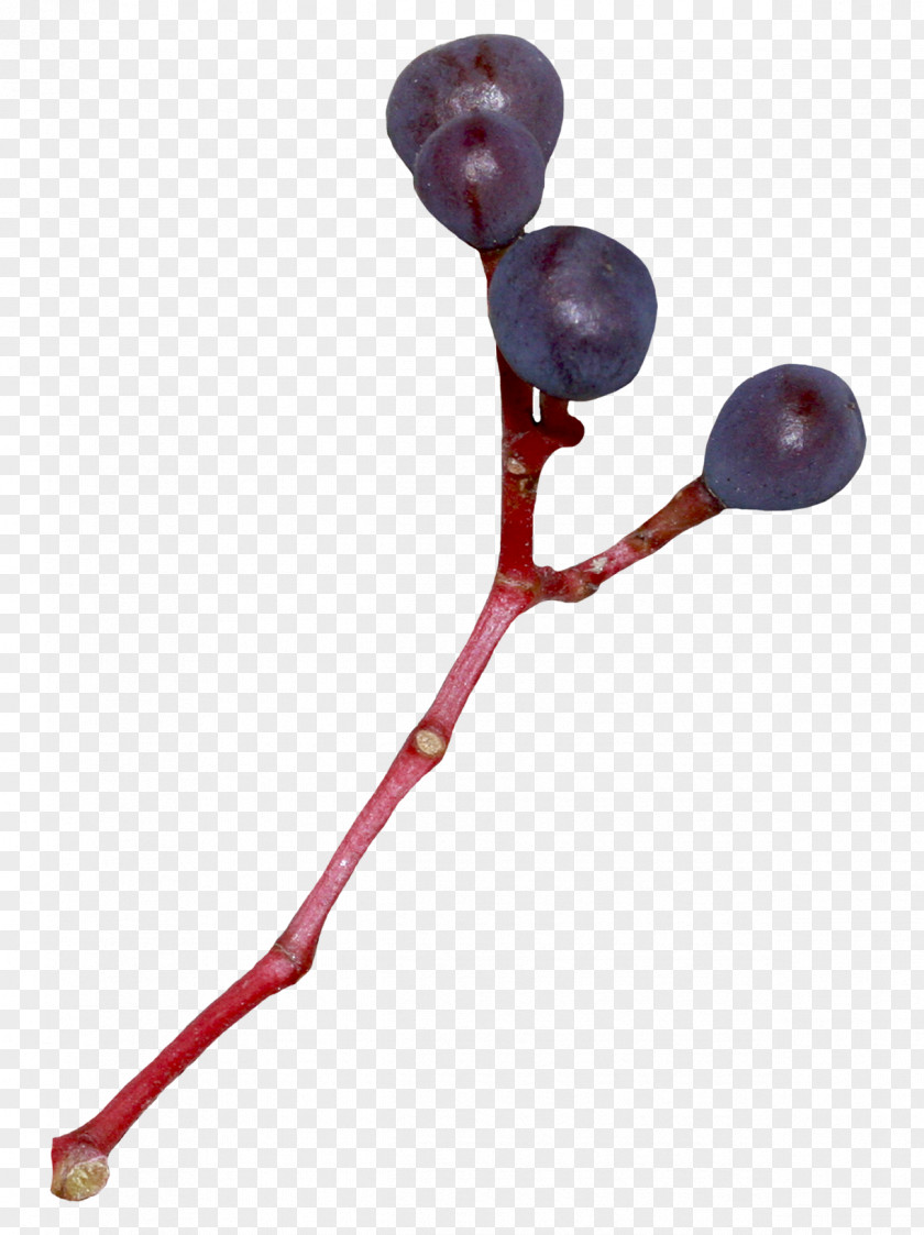 Blue Blueberry Fruit Branches Auglis PNG