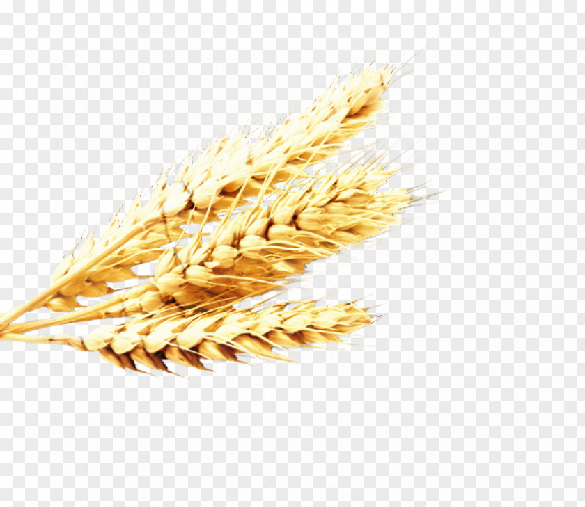 Emmer Oat Clip Art Cereal Einkorn Wheat PNG